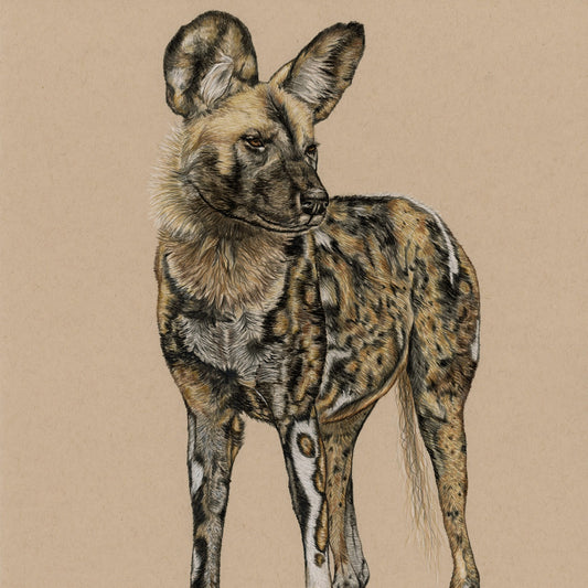 African Wild Dog - Open Edition Print