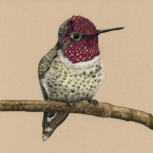Anna’s Hummingbird - Limited Edition Print