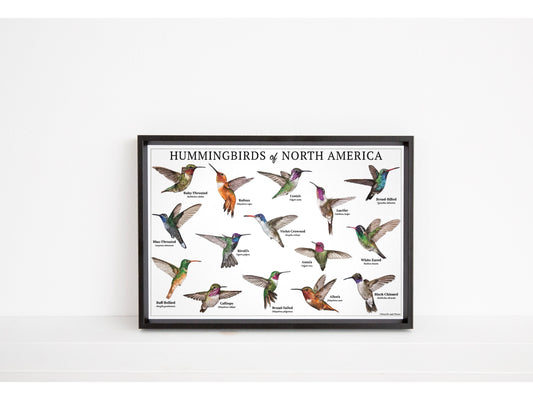 Hummingbirds of North America Chart - Open Edition Print