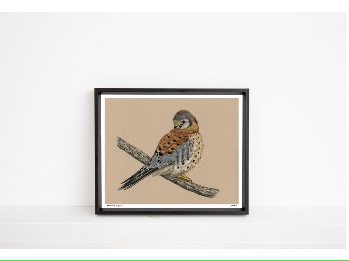 American Kestrel Original