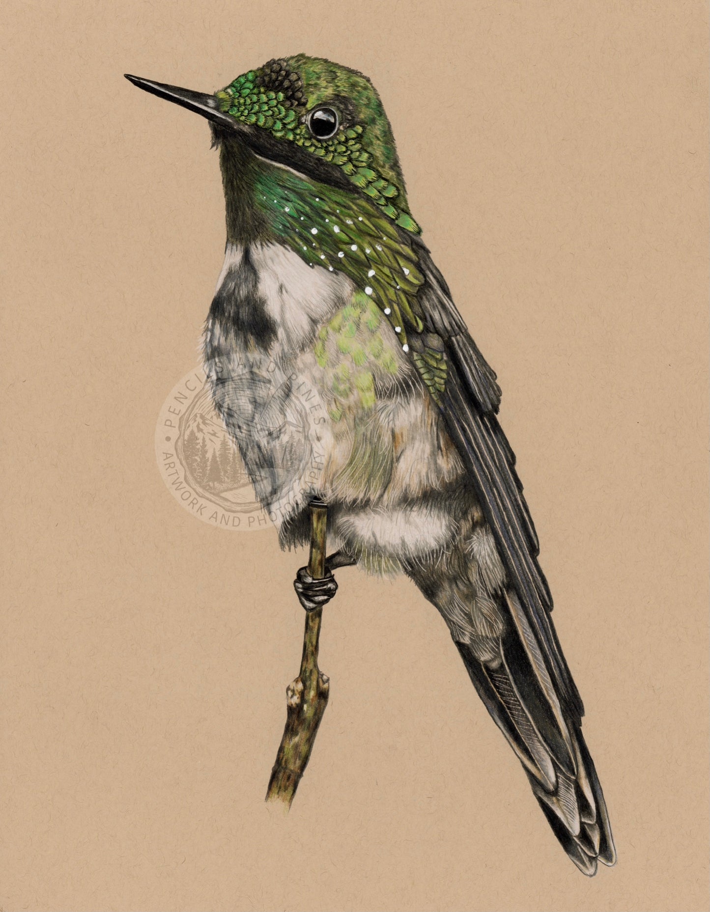 Festive Coquette Hummingbird Original