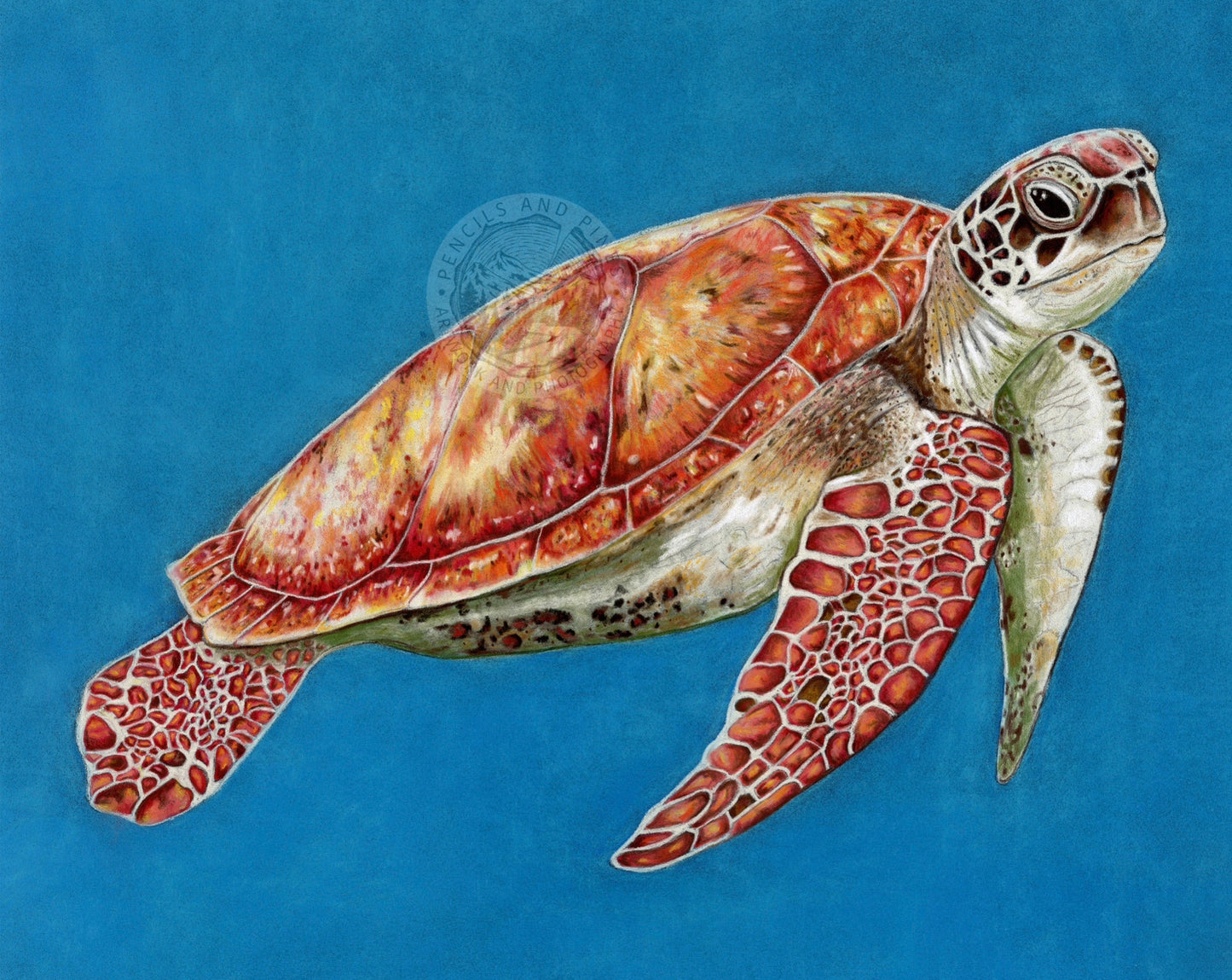 Sea Turtle - Open Edition Print