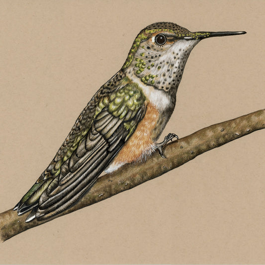 Rufous Hummingbird - Limited Edition Print