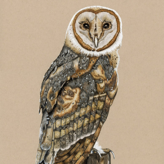 Barn Owl - Limited Edition Print