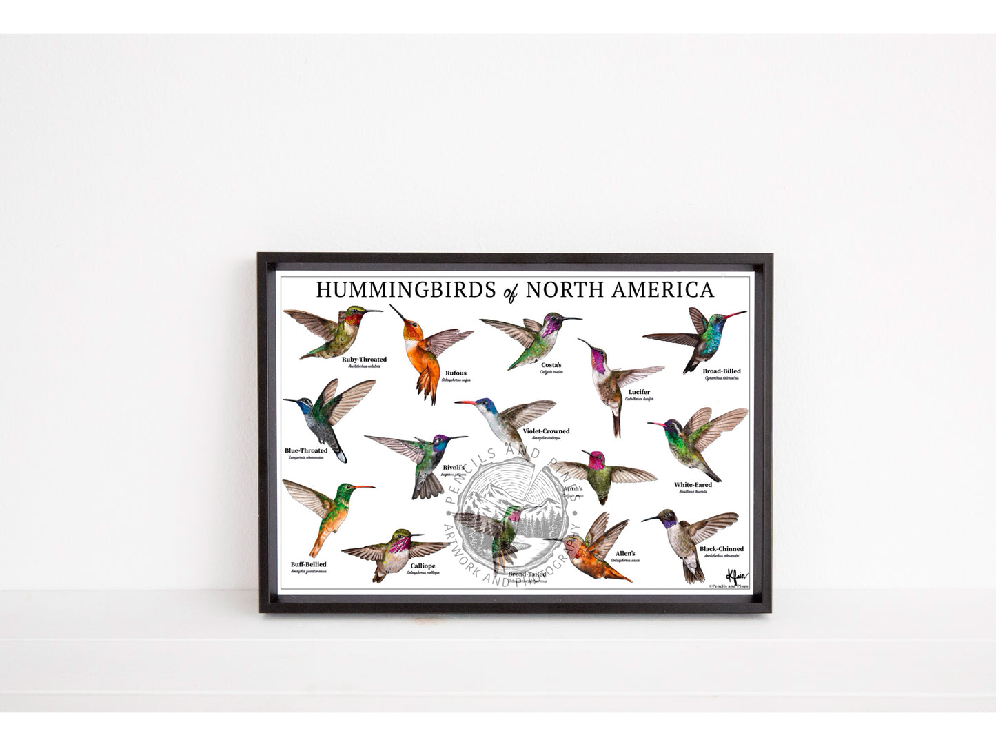 Hummingbirds of North America Chart - Open Edition Print