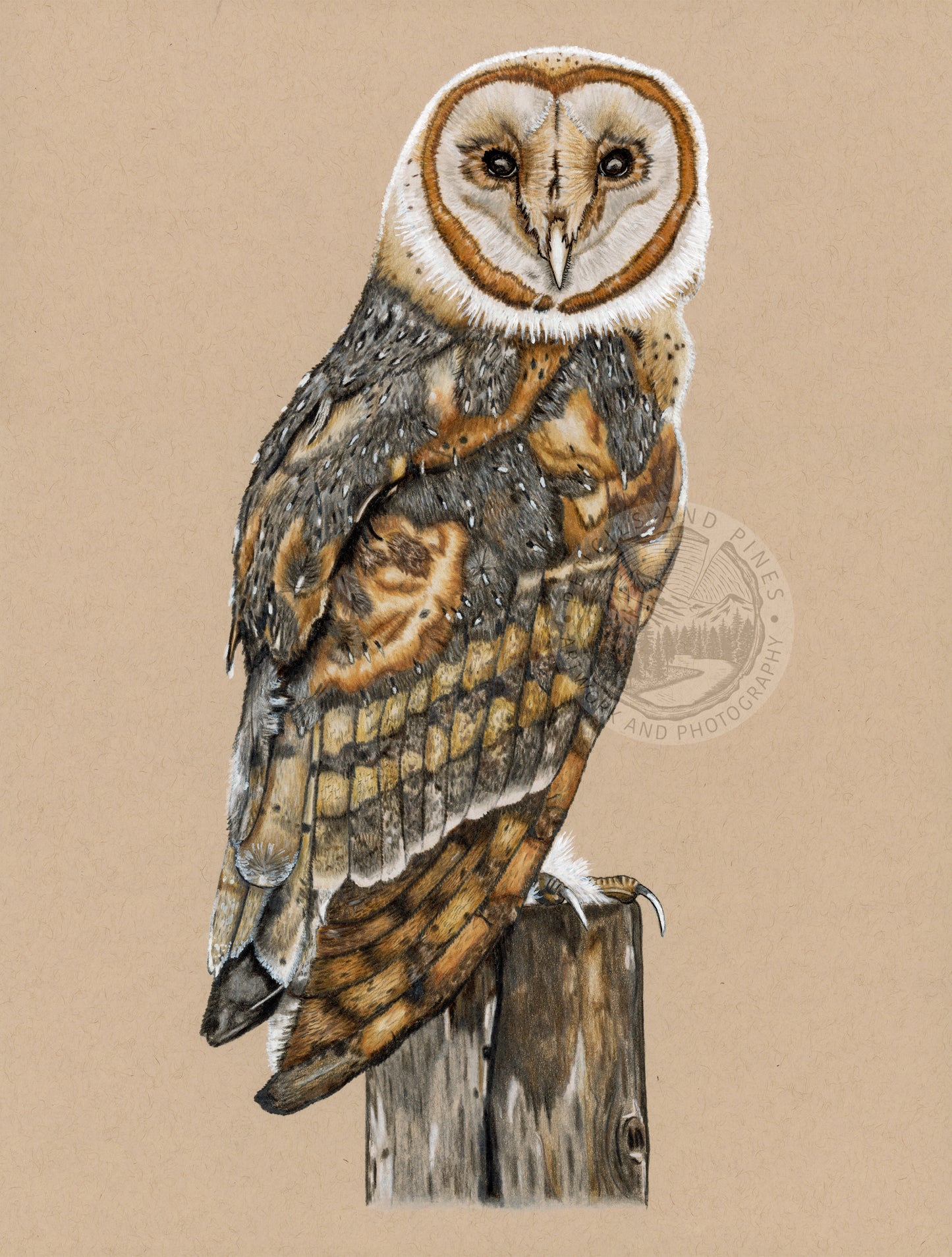 Barn Owl Original