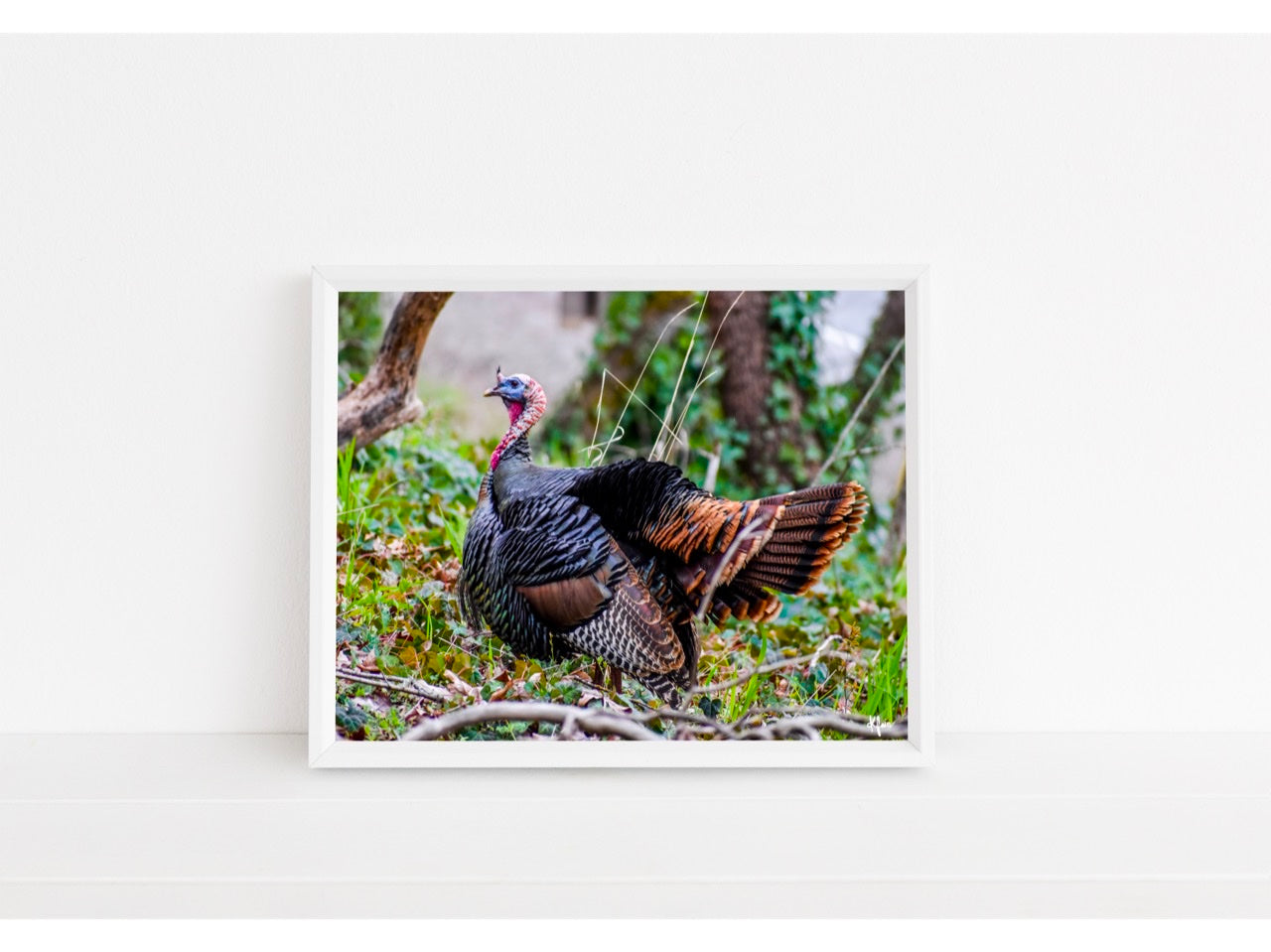 Wild Turkey Print