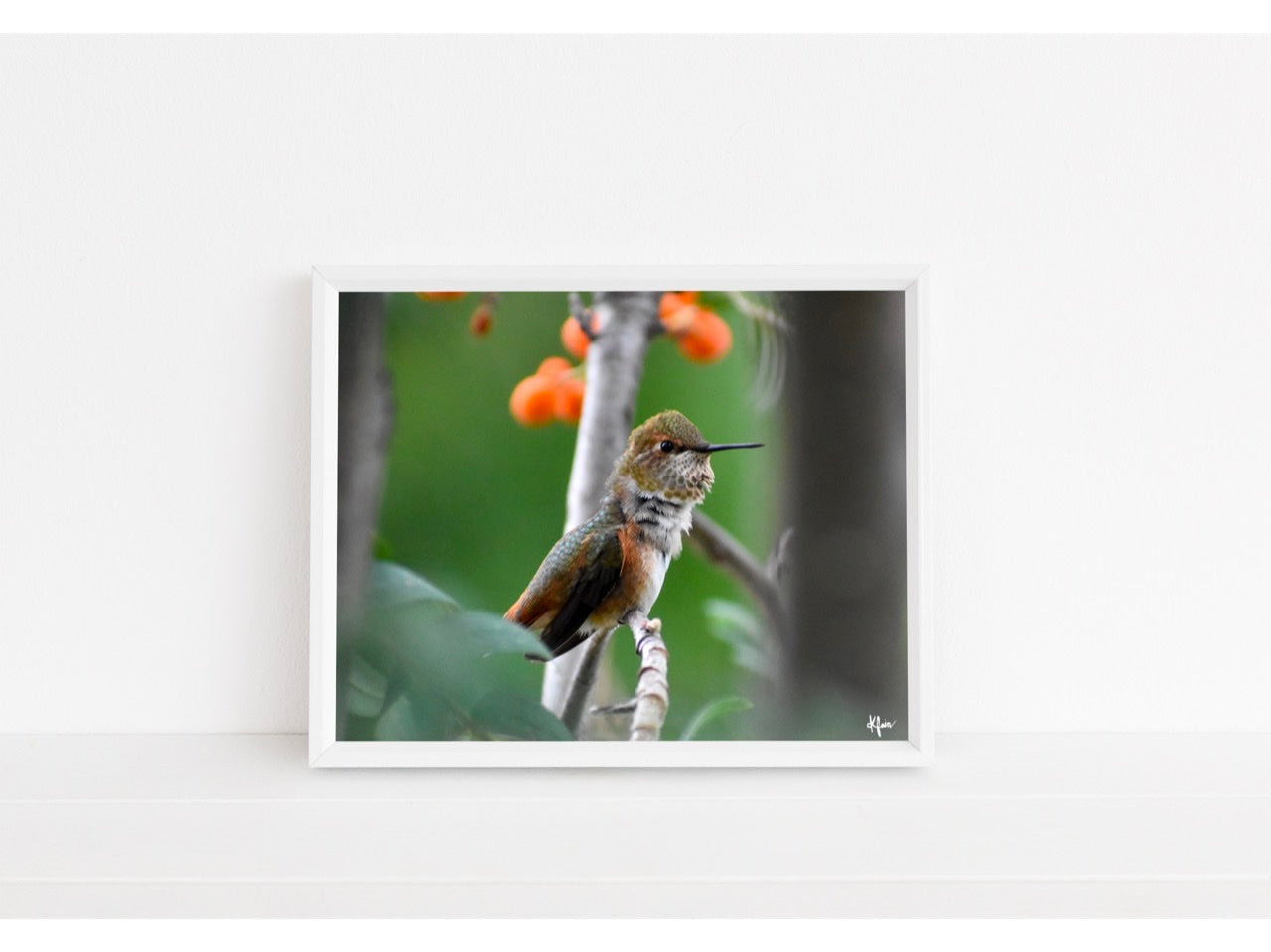 Rufous Hummingbird Print