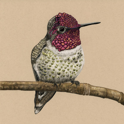 Anna’s Hummingbird - Limited Edition Print