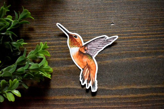 Rufous Hummingbird Sticker