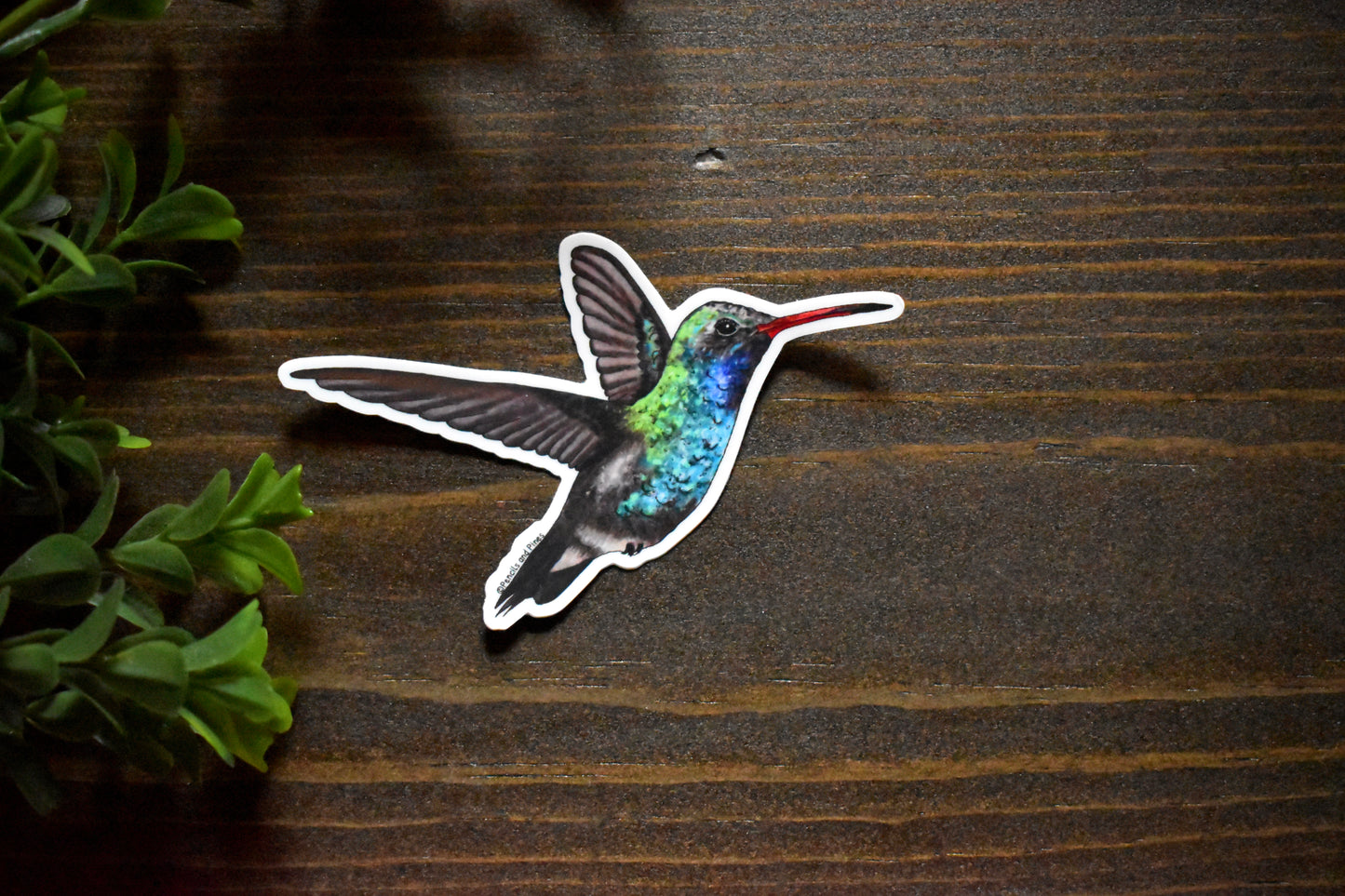Broad-Billed Hummingbird Sticker