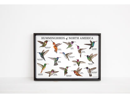 Hummingbirds of North America Chart - Open Edition Print