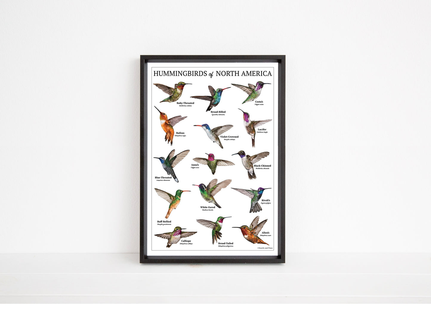 Hummingbirds of North America Chart - Open Edition Print