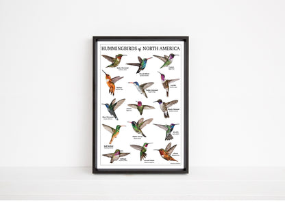 Hummingbirds of North America Chart - Open Edition Print