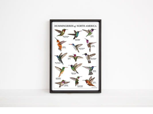 Hummingbirds of North America Chart - Open Edition Print