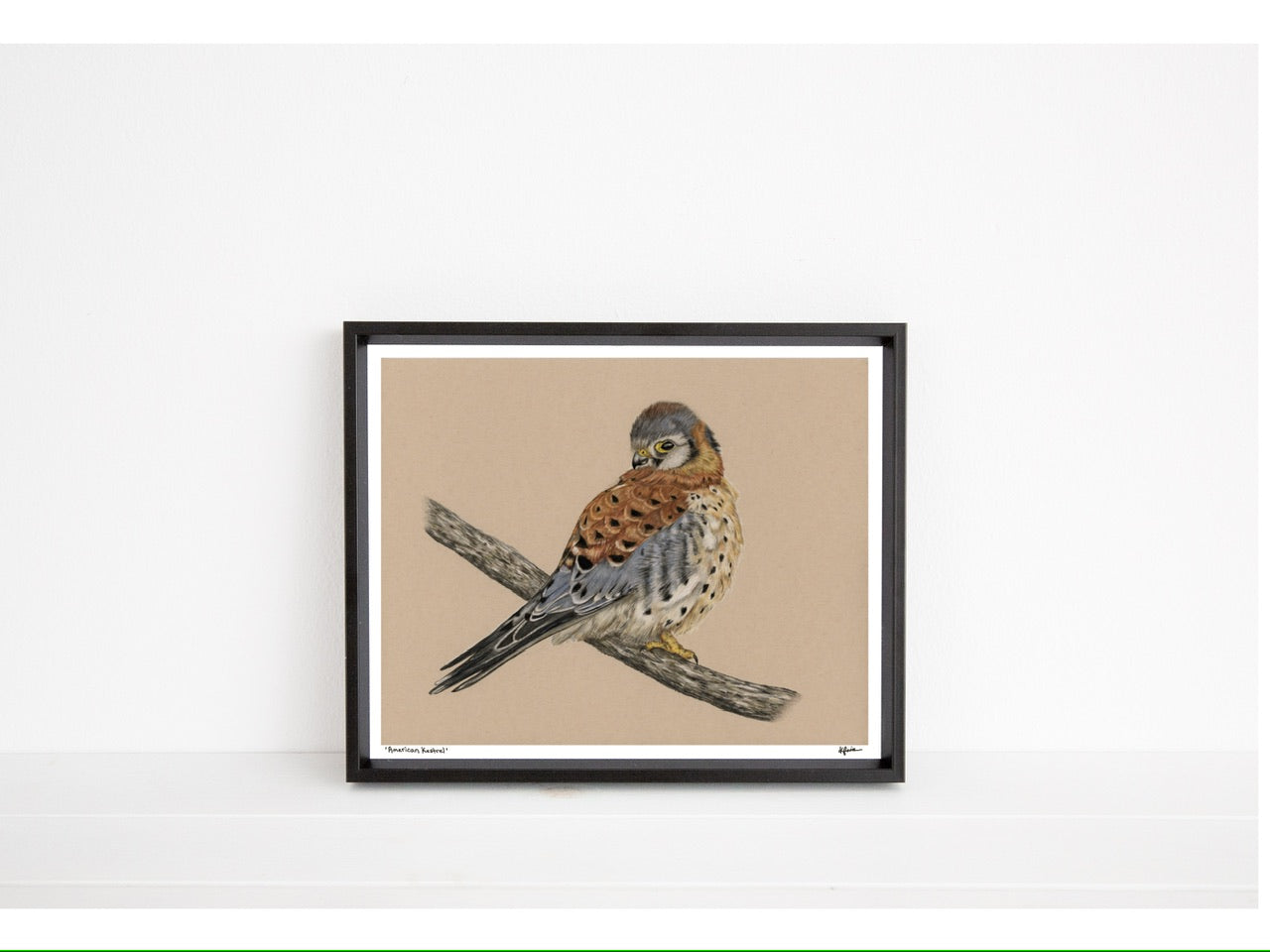 American Kestrel - Open Edition Print