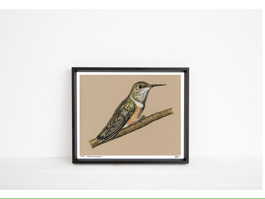 Rufous Hummingbird - Limited Edition Print