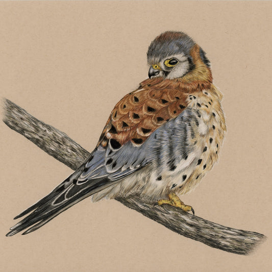 American Kestrel - Open Edition Print