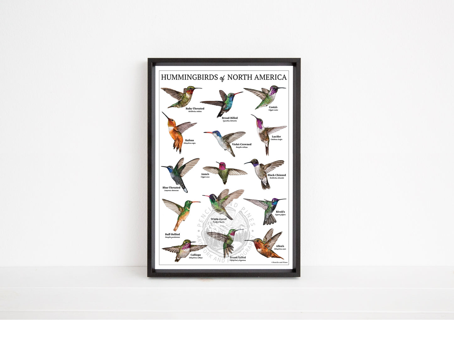 Hummingbirds of North America Chart - Open Edition Print