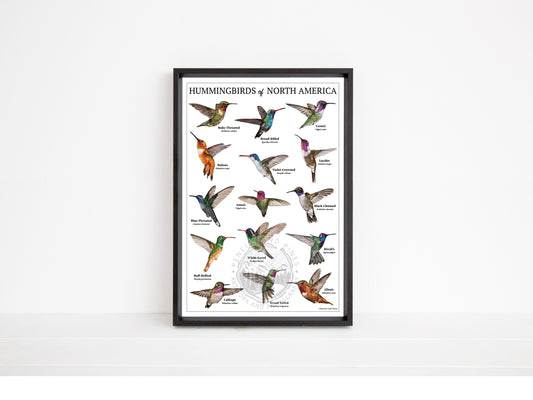 Hummingbirds of North America Chart - Open Edition Print