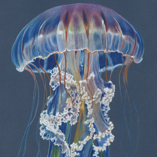 Iridescence - Open Edition Print