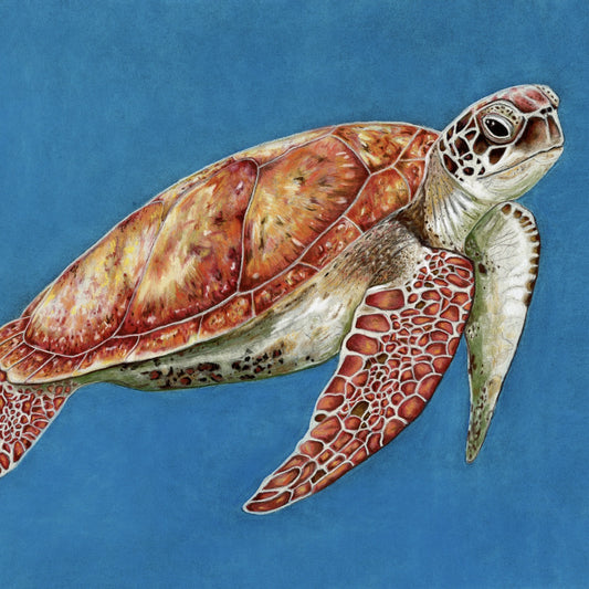 Sea Turtle - Open Edition Print
