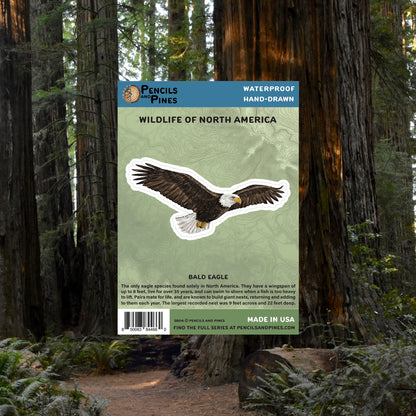 Bald Eagle Sticker