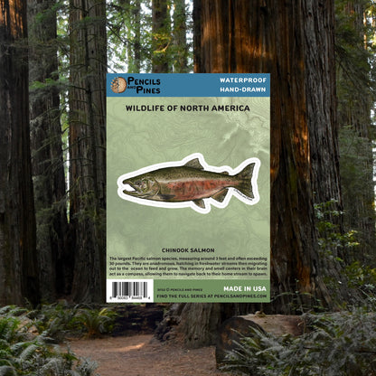 Chinook Salmon Sticker