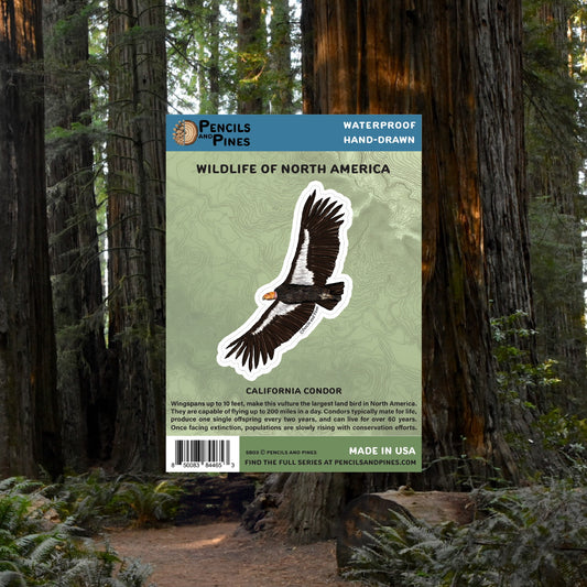 California Condor Sticker