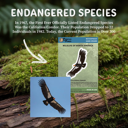 California Condor Sticker