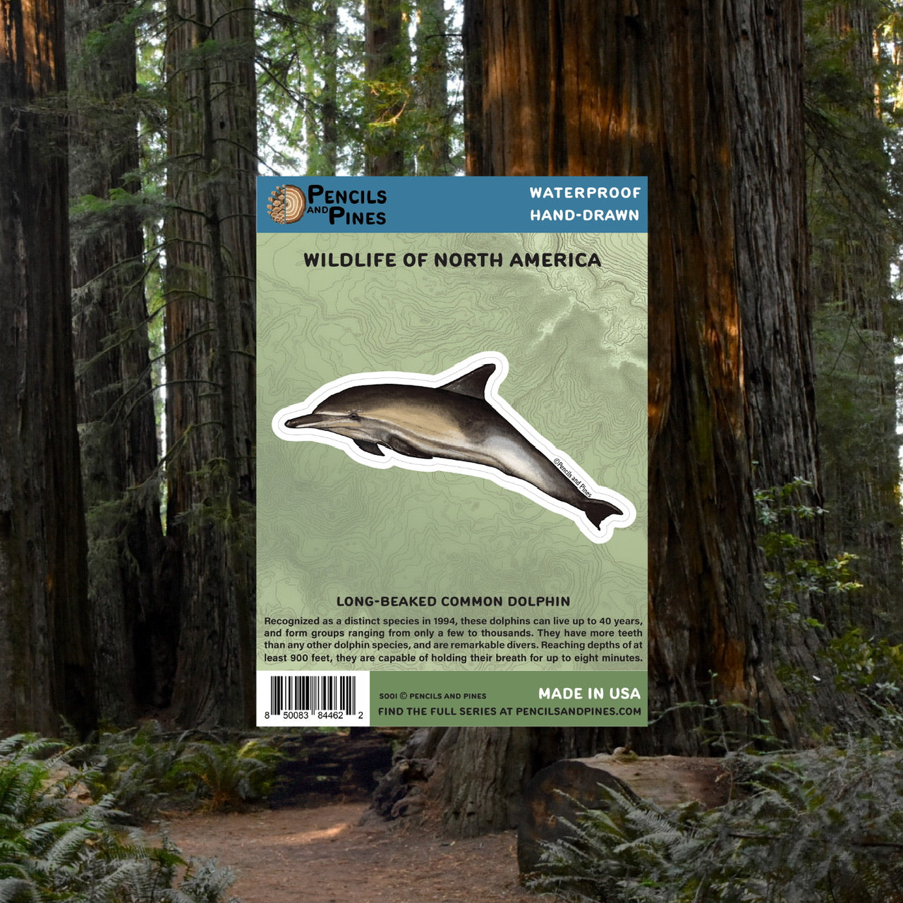 Long-Beaked Common Dolphin Sticker