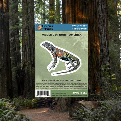 Chihuahuan Greater Earless Lizard Sticker