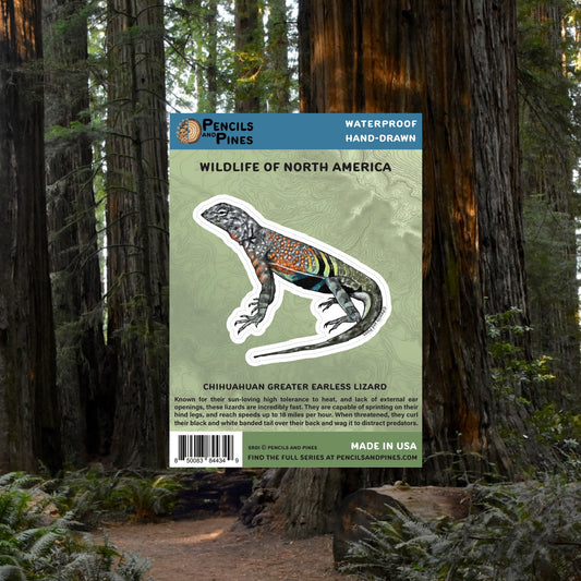 Chihuahuan Greater Earless Lizard Sticker