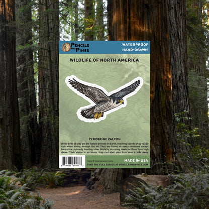 Peregrine Falcon Sticker