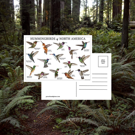 Hummingbirds of North America Postcard