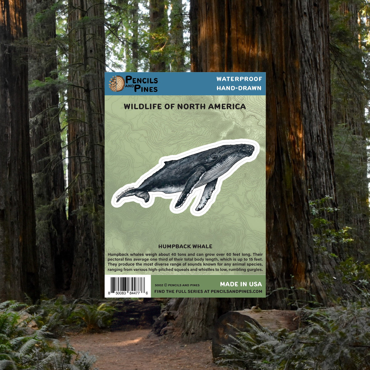 Humpback Whale Sticker