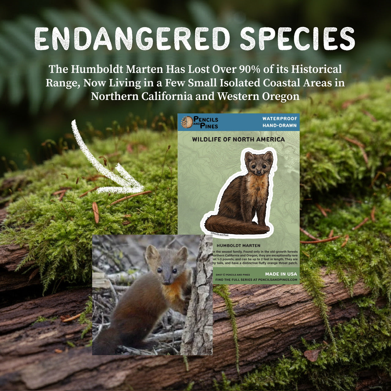 Humboldt Marten Sticker