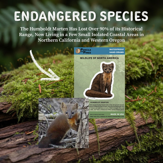 Humboldt Marten Sticker