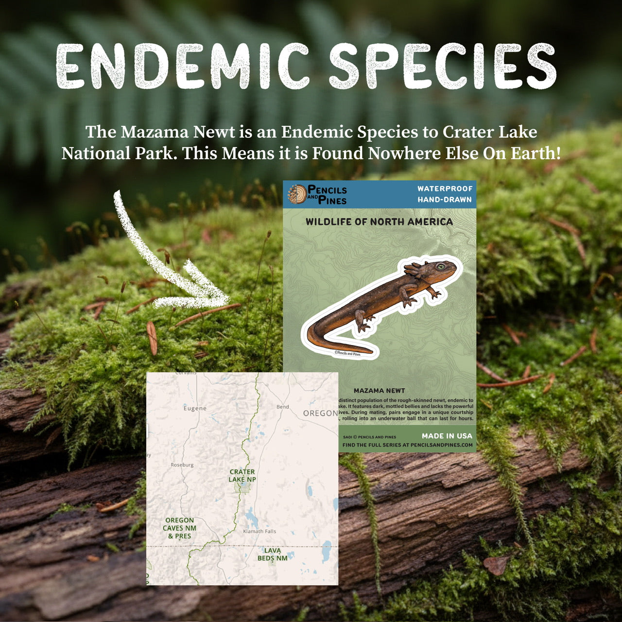 Mazama Newt Sticker