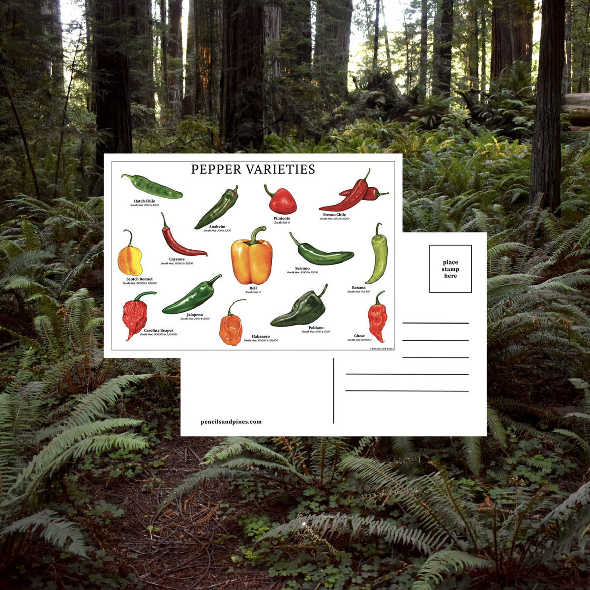 Pepper Varieties Postcard