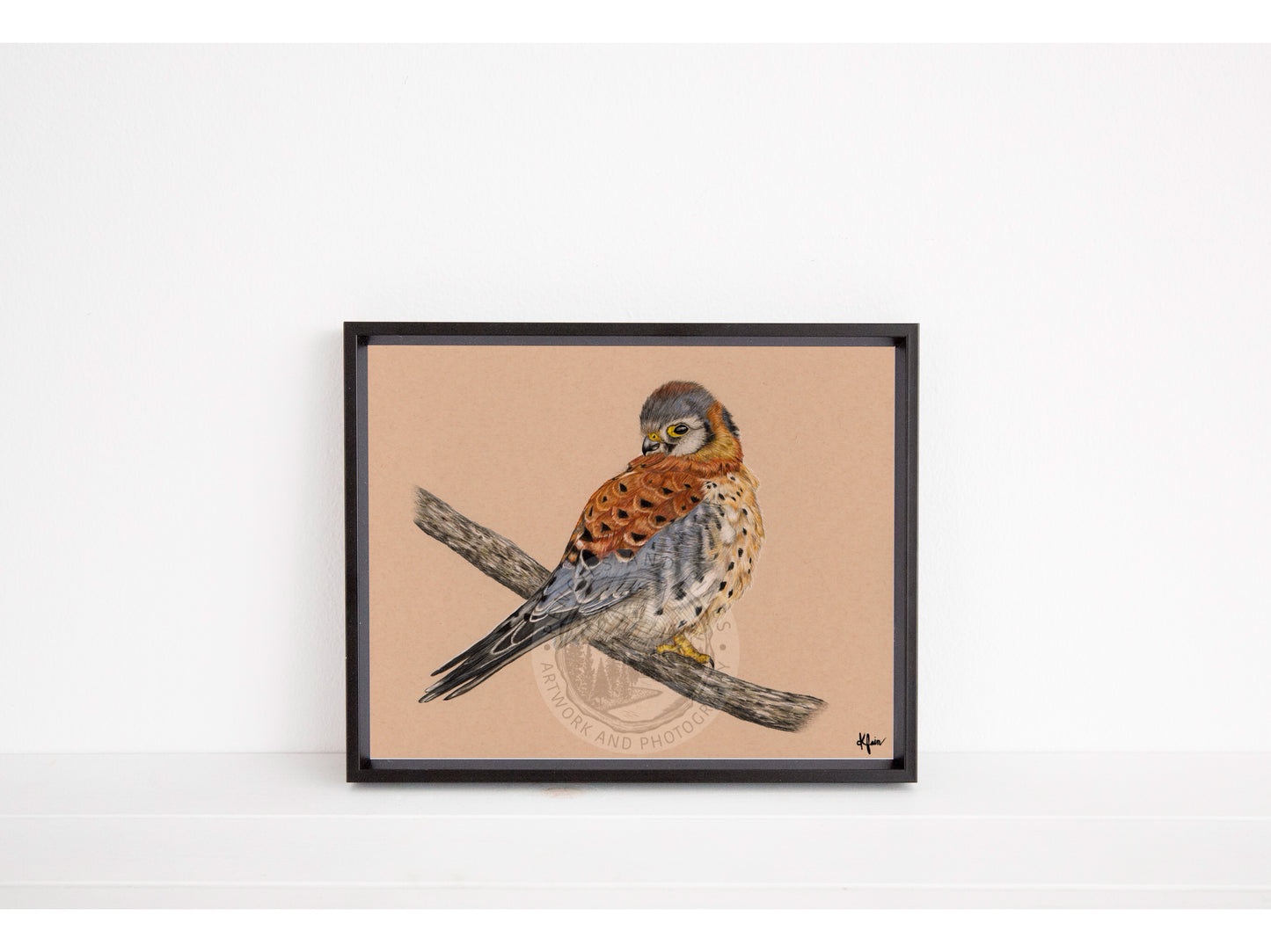 American Kestrel Original