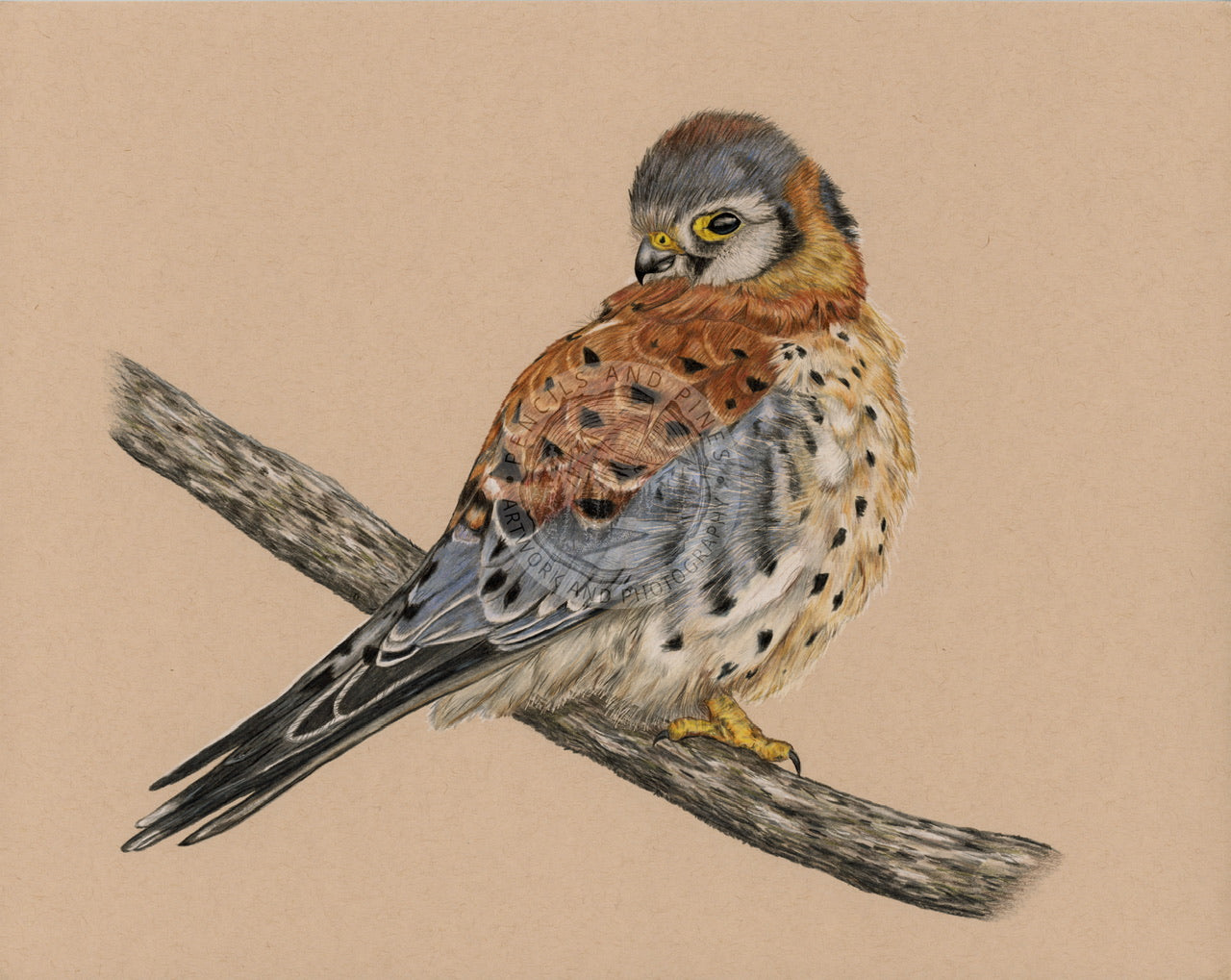 American Kestrel Original