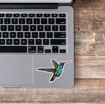 Broad-Billed Hummingbird Sticker