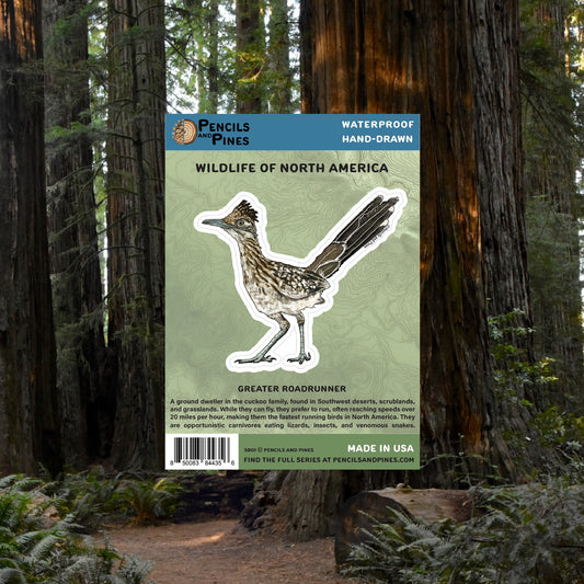 Greater Roadrunner Sticker