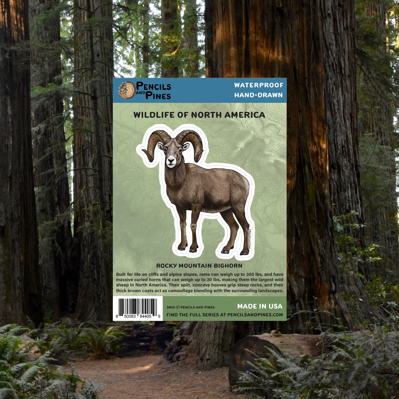 Rocky Mountain Bighorn Sticker