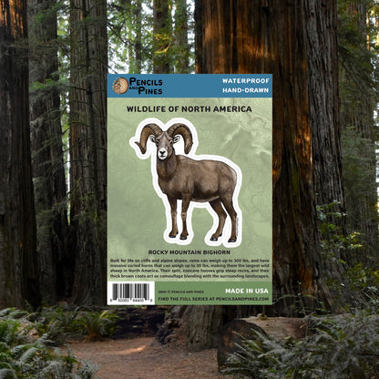 Rocky Mountain Bighorn Sticker