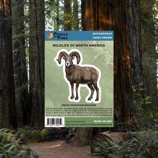 Rocky Mountain Bighorn Sticker