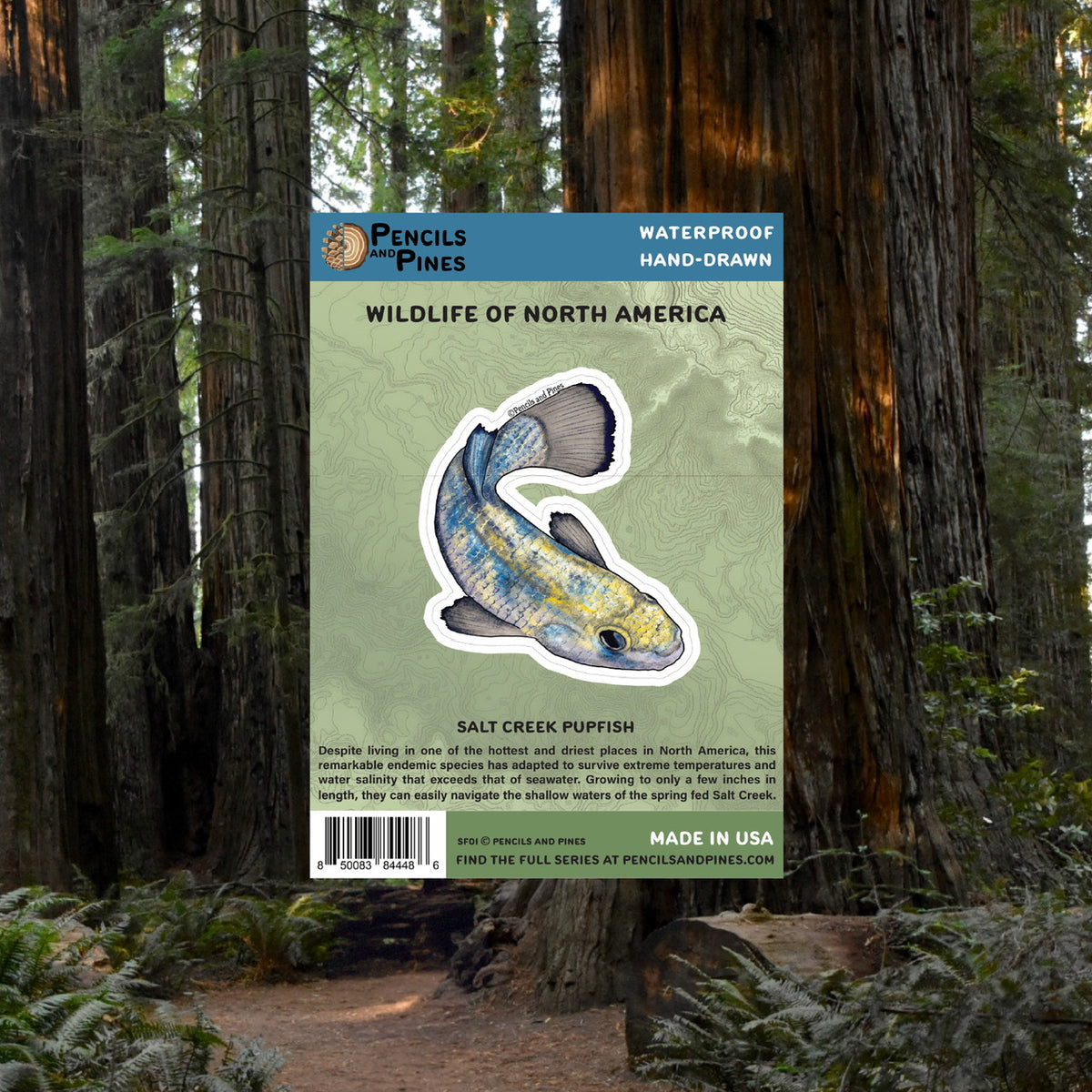 Salt Creek Pupfish Sticker