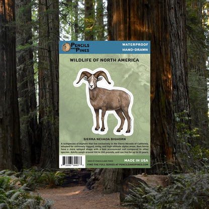 Sierra Nevada Bighorn Sticker