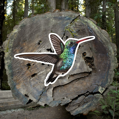 Broad-Billed Hummingbird Sticker